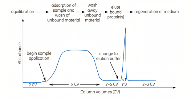 Graph illustrating the key stages of affinity chromatography separation involving bind, wash and elute steps. Graph illustrating the key stages of affinity chromatography separation involving bind, wash and elute steps.