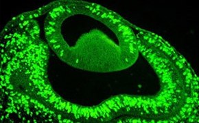 Fluorescent micrograph of a single cell showcasing intricate structures within, such as the nucleus and mitochondria, highlighted by bright green fluorescence against a stark black background, illustrating key aspects of cell growth and maintenance. Cell Growth & Maintenance