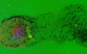 Fluorescence microscopy image displaying a cell-based assay with green fluorescent protein expression, indicative of active cellular processes, alongside concentrated spots of red and yellow fluorescence highlighting specific markers or areas of interest within the cells. Fluorescence microscopy image displaying a cell-based assay with green fluorescent protein expression, indicative of active cellular processes, alongside concentrated spots of red and yellow fluorescence highlighting specific markers or areas of interest within the cells.