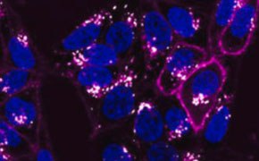 Imaging Analysis & Live Cell Imaging Imaging Analysis & Live Cell Imaging