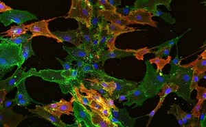 Stem Cell Culture Stem Cell Culture