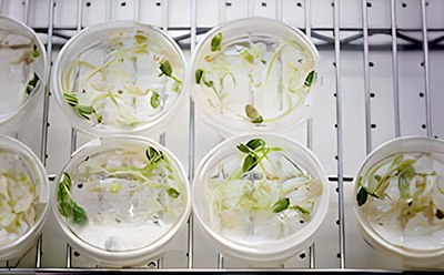 Plant cell and tissue culture for propagation Plant cell and tissue isolation using tissue culture