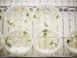 Plant Tissue Culture Plant Tissue Culture