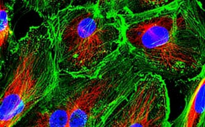 Human primary cells in culture Fluorescence microscopy image showcasing primary cell culture with cells stained to highlight various components: nuclei in blue, actin filaments in green, and mitochondria in red.