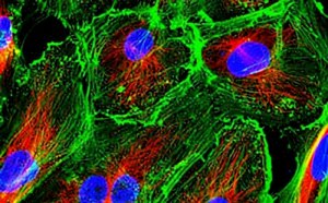 Primary Cell Culture Primary Cell Culture