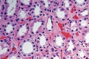 Histology Histology