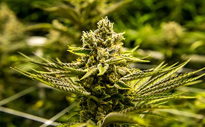 Analysis of pesticides and mycotoxins in cannabis & hemp Residual pesticide and mycotoxin analysis in Cannabis & hemp using LC-MS/MS and GC-MS/MS to meet regulatory requirements.