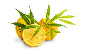 Terpenes in Cannabis: Profile and Importance Terpenes in Cannabis: Profile and Importance
