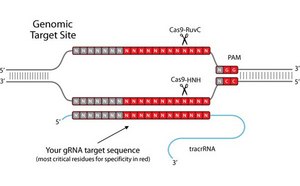 Gene Expression & Silencing Gene Expression & Silencing