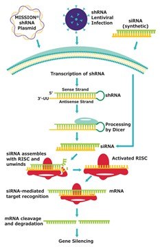 Diagram showing the mechanistic flow of shRNA and siRNA mediated gene silencing in cells. Diagram showing the mechanistic flow of shRNA and siRNA mediated gene silencing in cells.