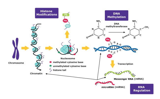 DNA 메틸화, 히스톤 변형, RNA 조절을 사용하는 후성유전학적 기전에 대한 그래픽입니다. DNA 메틸화, 히스톤 변형, RNA 조절을 사용하는 후성유전학적 기전에 대한 그래픽입니다.