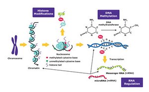 Epigenetics Epigenetics