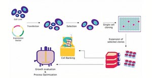 Cloning & Expression Cloning & Expression