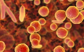 Mycoplasma Testing Mycoplasma Testing