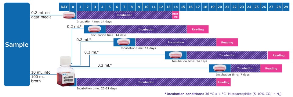 Workflow to Detect Mycoplasmas acc. to EP 2.6.7 & USP 63 * On days after inoculation, subculture each liquid medium by inoculating 0,2 mL on at least 1 plate of each solid medium. Repeat the procedure between the 6<sup>th</sup> and 8<sup>th</sup> day, again between the 13<sup>th</sup> and 15<sup>th</sup> day and again between the 19th and 21st day of the test. Observe the liquid media every 2 or 3 days and if a color change occurs, subculture.      Note: In addition, one positive and one negative control per solid and liquid medium is required, with an incubation time of 14 days.