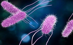 Pathogen & Spoilage Testing Pathogen & Spoilage Testing
