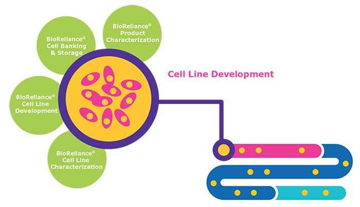 신약 조사 사전 임상 단계의 BioReliance® 세포주 개발 서비스 인포그래픽 신약 조사 사전 임상 단계의 BioReliance® 세포주 개발 서비스 인포그래픽