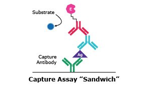Web ELISA Detection - Capture Assay "Sandwich"