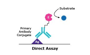 ELISA The diagram shows a Primary Antibody Conjugate with two connected shapes—one pink and one teal. These represent different parts of the conjugate.