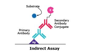 Web A diagram illustrating the process of an indirect assay in immunology. It shows the interaction between different components like substrate, primary and secondary antibodies, and antigen (Ag)..