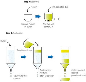 Protein Labeling & Modification Image describes a two-step process for labeling and purifying proteins, Step 1: Labeling and Step 2: Purification.