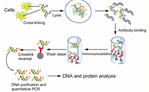 Protein & Nucleic Acid Interactions The image illustrates the process of immunoprecipitation, a technique used in molecular biology to selectively isolate a specific protein or nucleic acid from a complex mixture
