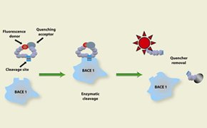 Enzyme Activity Assays The diagram shows a Enzyme Activity Assays with a flow diagram