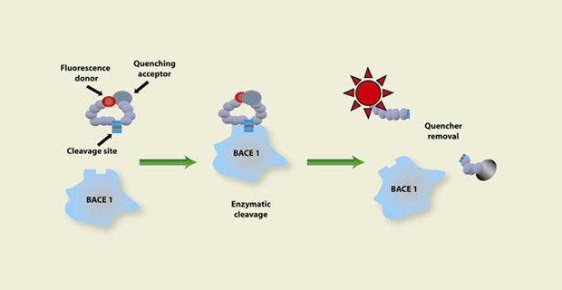 Diagram illustrating enzymatic cleavage involving BACE 1 and fluorescence quenching. Three stages are depicted: (1) Fluorescence donor connected to quenching acceptor, (2) enzymatic cleavage by BACE 1, and (3) increased fluorescence due to quencher removal. Diagram illustrating enzymatic cleavage involving BACE 1 and fluorescence quenching. Three stages are depicted: (1) Fluorescence donor connected to quenching acceptor, (2) enzymatic cleavage by BACE 1, and (3) increased fluorescence due to quencher removal.