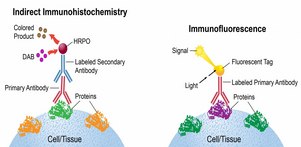 Immunohistochemistry The image is a comparative diagram illustrating two biological staining techniques: Indirect Immunohistochemistry and Immunofluorescence.