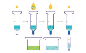 Protein Purification This diagram illustrates the process of extracting DNA from a solution using pipettes.