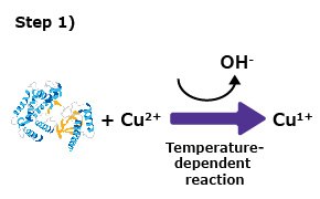 Protein Quantitation Step 1 Protein Quantitation Step 1