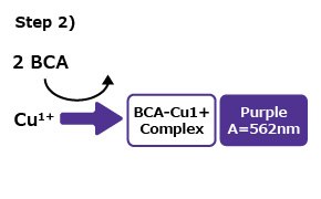Protein Quantitation Step 2 Protein Quantitation Step 2