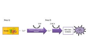 Protein Quantitation This image has a flow diagram illustrating a chemical reaction involving a protein and other compounds.
