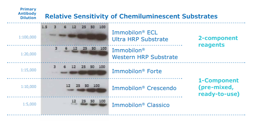Sensitivities of Western blotting chemiluminescent substrates Immobilon® 웨스턴 블롯팅 화학발광 기질의 감도
