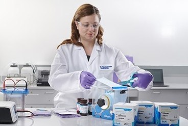 Western blotting lab. Western blotting technique for protein detection Western blotting lab. Western blotting technique for protein detection