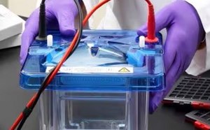 Gel Electrophoresis A scientist is conducting an experiment using a blue electrophoresis chamber connected with red and black cables on a white laboratory bench.