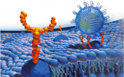 Glycobiology Structure Image shows complex glycan structure with N-acetylglucosamine, mannose, galactose, N-Acetylneuraminic acid, fucose.