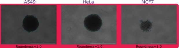 Evaluating Spheroid Formation Brightfield imaging of A549, HeLa, and MCF7 spheroid roundness