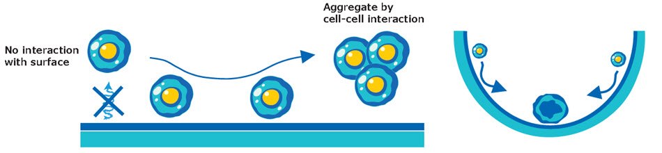Cartoon schematic of spheroid formation in Millicell<sup>®</sup> ULA plates Cartoon schematic of spheroid formation in Millicell<sup>®</sup> ULA plates