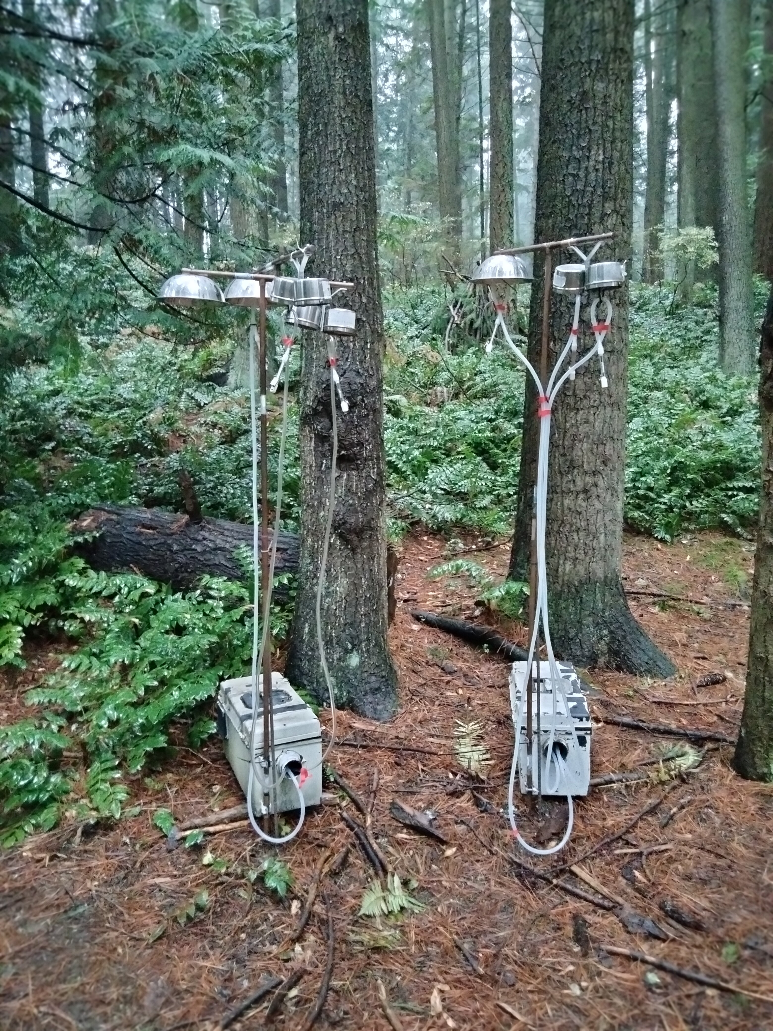Air Sampling in Pine Forest: Two Carbotrap® T420 TD Tubes mounted on tripods amidst a dense pine forest, designed for collecting 25L air samples to analyze terpene levels. The forest floor is blanketed with brown pine needles, and the overcast sky suggests a moist environment, ideal for terpene sampling.