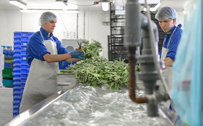 Salad Cleaning Example of cleaning salad at food processing site as part of HACCP management