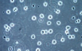 Validated Cell Types Validated Cell Types