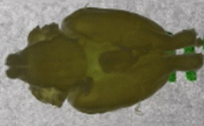 Tissue opacity restored after reversal Tissue opacity restored after reversal