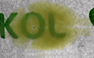 Rat brain after clearing Rat brain after clearing