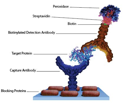 Antibody conjugation and labeling kits Antibody conjugation and labeling kits for your immunorelated workflow needs
