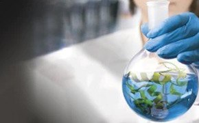 Biodegradable Greener Woman holding round bottom flask with blue liquid and green substances
