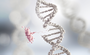 CRISPR/Cas9는 박테리아에서 처음 발견된 표적 유전체 편집 도구로, 가이드 RNA(gRNA) 및 Cas9 뉴클레아제의 두 가지 구성 요소를 포함합니다. CRISPR/Cas9는 박테리아에서 처음 발견된 표적 유전체 편집 도구로, 가이드 RNA(gRNA) 및 Cas9 뉴클레아제의 두 가지 구성 요소를 포함합니다.