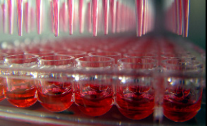 Genetic Screening The image showcases a close-up view of a multi-well plate being filled with a red liquid by an automated pipetting system. The pipettes are aligned and dispensing the liquid into the wells in unison, with a blurred background emphasizing the precision of the process. This scene is typical in laboratory settings where multiple samples are processed simultaneously for experiments or testing.