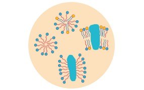 Detergents Guide 세정제 지침