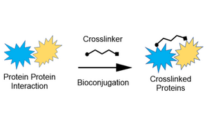 Bioconjugation scheme General bioconjugation diagram illustrating the formation of a bioconjugate